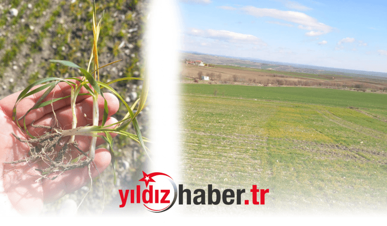 Edirne Ziraat Odası’ndan Üreticilere Gübreleme ve Ekim Uyarısı! 🌾