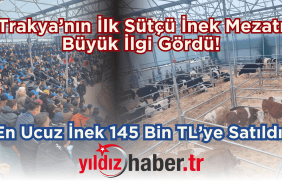 Trakya’nın İlk Sütçü İnek Mezatı Büyük İlgi Gördü!