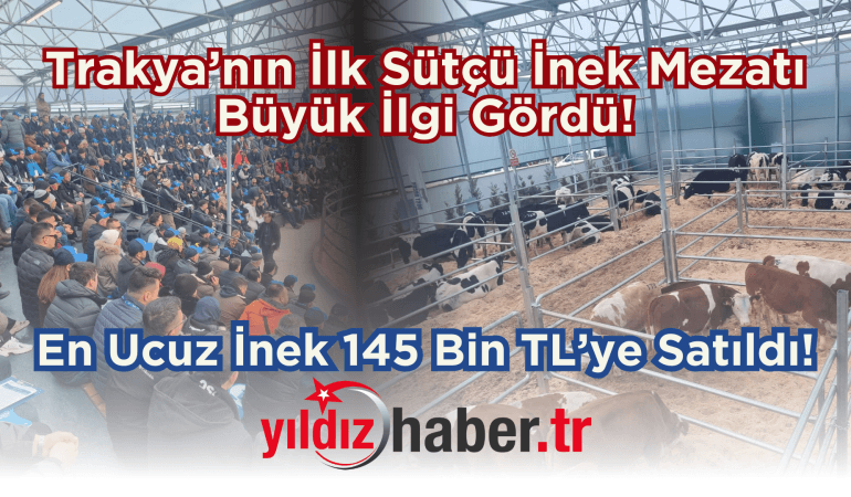 Trakya’nın İlk Sütçü İnek Mezatı Büyük İlgi Gördü! En Ucuz İnek 145 Bin TL’ye Satıldı!