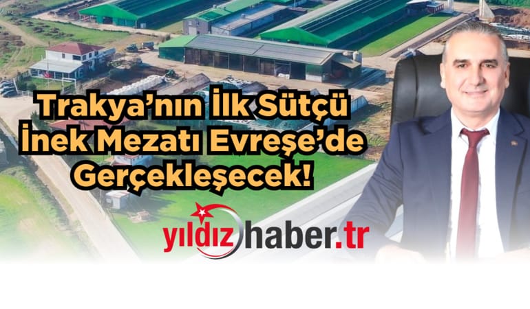 Trakya’nın İlk Sütçü İnek Mezatı Evreşe’de Gerçekleşecek! Üreticilere Büyük Fırsat