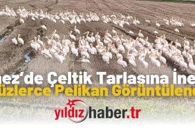 Enez’de Çeltik Tarlasına İnen Yüzlerce Pelikan Görüntülendi!