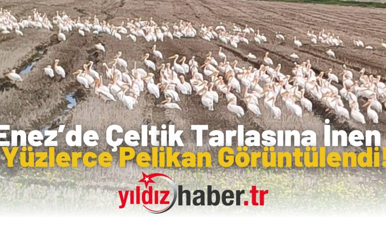 Enez’de Çeltik Tarlasına İnen Yüzlerce Pelikan Görüntülendi!