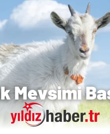 Oğlak Mevsimi Başladı