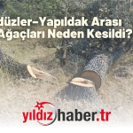 Gündüzler–Yapıldak Arası Meşe Ağaçları Neden Kesildi