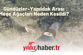Gündüzler–Yapıldak Arası Meşe Ağaçları Neden Kesildi