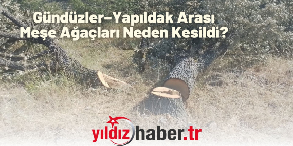 Gündüzler–Yapıldak Arası Meşe Ağaçları Neden Kesildi