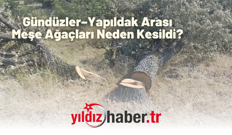 Gündüzler–Yapıldak Arası Meşe Ağaçları Neden Kesildi?