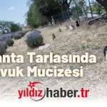 Lavanta Tarlasında Tavuk Mucizesi