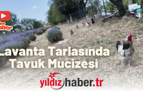 Lavanta Tarlasında Tavuk Mucizesi