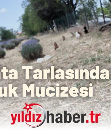 Lavanta Tarlasında Tavuk Mucizesi