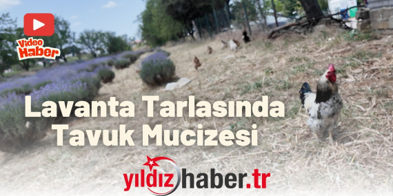 Lavanta Tarlasında Tavuk Mucizesi