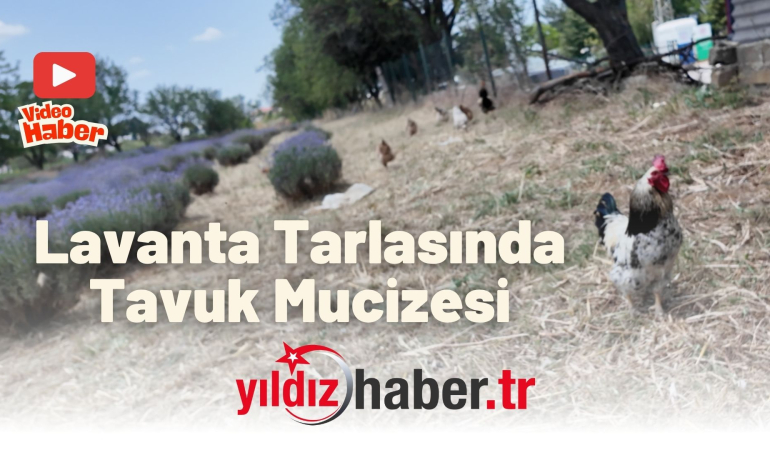 Lavanta Tarlasında Tavuk Mucizesi