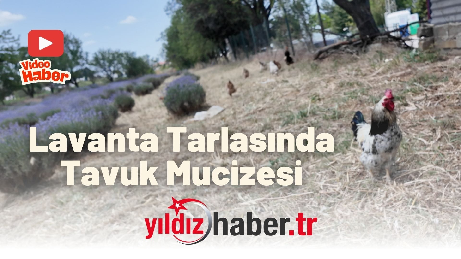 Lavanta Tarlasında Tavuk Mucizesi