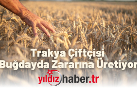 Trakya Çiftçisi Buğdayda Zararına Üretiyor