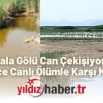 Gala Gölü Can Çekişiyor Binlerce Canlı Ölümle Karşı Karşıya