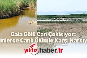Gala Gölü Can Çekişiyor Binlerce Canlı Ölümle Karşı Karşıya