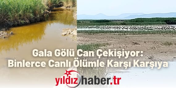 Gala Gölü Can Çekişiyor Binlerce Canlı Ölümle Karşı Karşıya