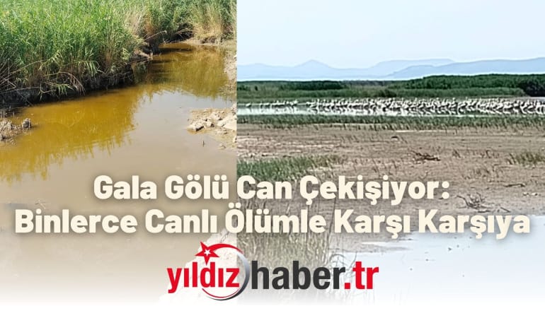 Gala Gölü Can Çekişiyor: Binlerce Canlı Ölümle Karşı Karşıya