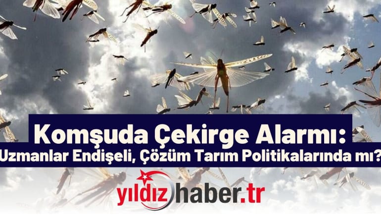 Komşuda Çekirge Alarmı: Uzmanlar Endişeli, Çözüm Tarım Politikalarında mı?