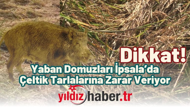 Dikkat! Yaban Domuzları İpsala’da Çeltik Tarlalarına Zarar Veriyor