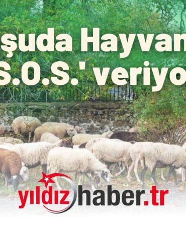 Komşuda Hayvancılık 'S.O.S.' veriyor