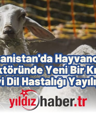 Yunanistan'da Hayvancılık Sektöründe Yeni Bir Kriz Mavi Dil Hastalığı Yayılıyor