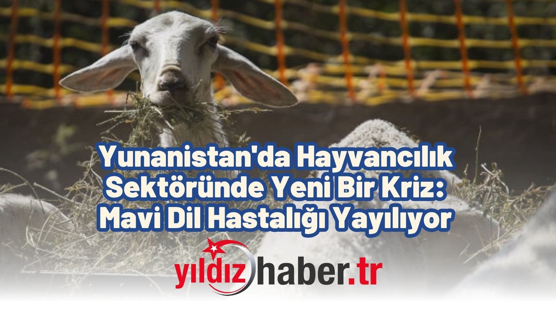Yunanistan'da Hayvancılık Sektöründe Yeni Bir Kriz Mavi Dil Hastalığı Yayılıyor