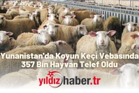 Yunanistan'da Koyun Keçi Vebasında 357 Bin Hayvan Telef Oldu