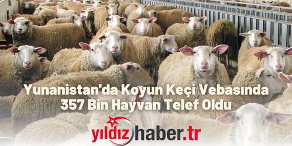 Yunanistan'da Koyun Keçi Vebasında 357 Bin Hayvan Telef Oldu