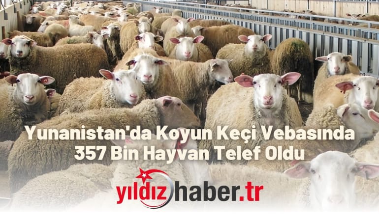 Yunanistan’da Koyun Keçi Vebasında 357 Bin Hayvan Telef Oldu