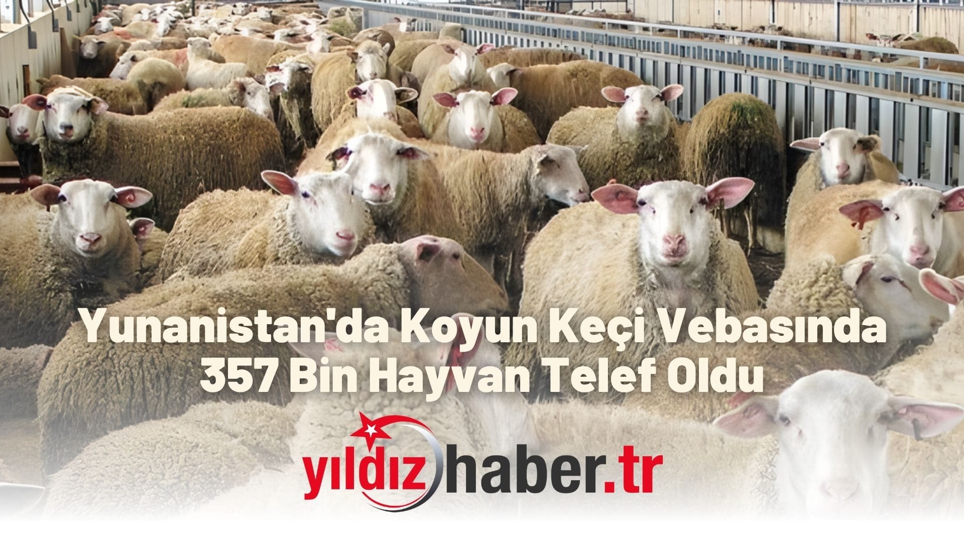 Yunanistan'da Koyun Keçi Vebasında 357 Bin Hayvan Telef Oldu