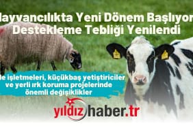 Hayvancılıkta Yeni Dönem Başlıyor Destekleme Tebliği Yenilendi