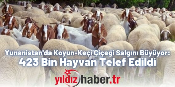 Yunanistan'da Koyun-Keçi Çiçeği Salgını Büyüyor 423 Bin Hayvan Telef Edildi