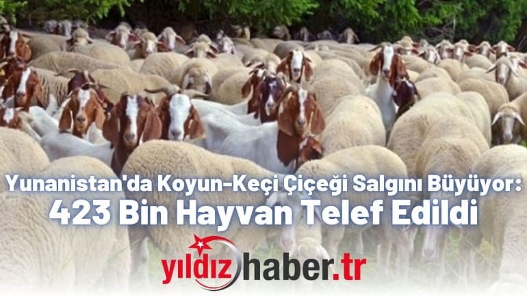 Yunanistan’da Koyun-Keçi Çiçeği Salgını Büyüyor: 423 Bin Hayvan Telef Edildi