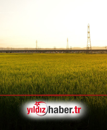 Edirne’de Çeltik Üreticileri İçin Ruhsat Dönemi Başvurular Başladı!