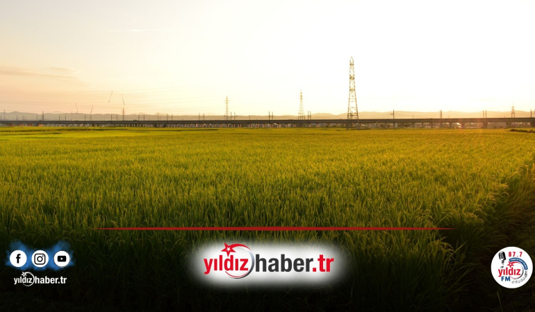 Edirne’de Çeltik Üreticileri İçin Ruhsat Dönemi: Başvurular Başladı!