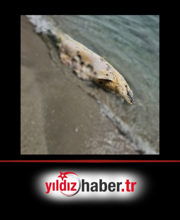 Tekirdağ’da Sahile Vuran Ölü Yunus Balığı İncelemeye Alındı