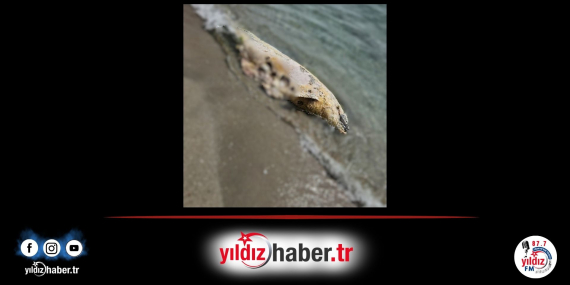Tekirdağ’da Sahile Vuran Ölü Yunus Balığı İncelemeye Alındı
