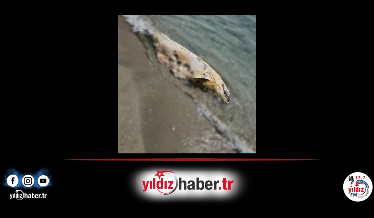 Tekirdağ’da Sahile Vuran Ölü Yunus Balığı İncelemeye Alındı