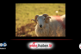 Edirne’de 2026 Yılı Kurbanlık Fiyatları Belli Oldu