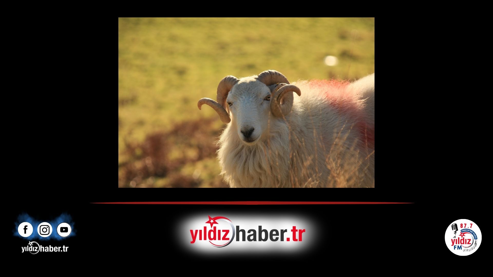 Edirne’de 2026 Yılı Kurbanlık Fiyatları Belli Oldu