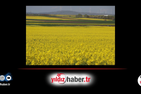 Edirne’de Kanola Üretimi Rekor Verim Artışı Bekleniyor