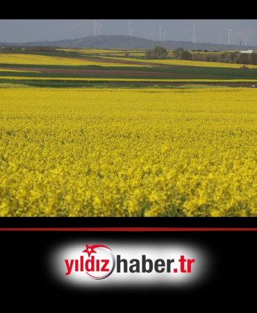 Edirne’de Kanola Üretimi Rekor Verim Artışı Bekleniyor