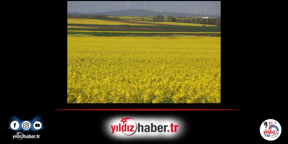 Edirne’de Kanola Üretimi Rekor Verim Artışı Bekleniyor