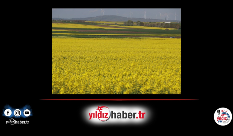 Edirne’de Kanola Üretimi: Rekor Verim Artışı Bekleniyor