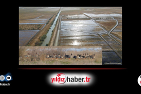 Meriç Deltası’nda Doğal Sulak Alanlar Islah Edilecek Nesli Tehlikedeki Kazlar İçin Tarihi Adım!