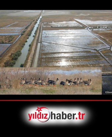 Meriç Deltası’nda Doğal Sulak Alanlar Islah Edilecek Nesli Tehlikedeki Kazlar İçin Tarihi Adım!