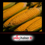 Mısır İthalatında Düşük Vergili Tarife Kontenjanı Açıldı 1 Milyon Tonluk İthalat İzni