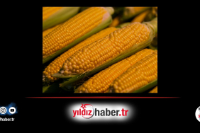 Mısır İthalatında Düşük Vergili Tarife Kontenjanı Açıldı 1 Milyon Tonluk İthalat İzni