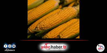 Mısır İthalatında Düşük Vergili Tarife Kontenjanı Açıldı 1 Milyon Tonluk İthalat İzni